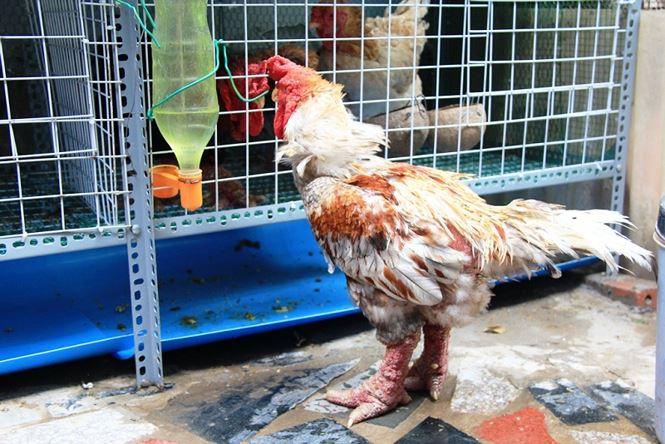 Gà Đông Tảo giá chục triệu cháy hàng ở Sài Gòn Gà Đông Tảo giá chục triệu cháy hàng ở Sài Gòn